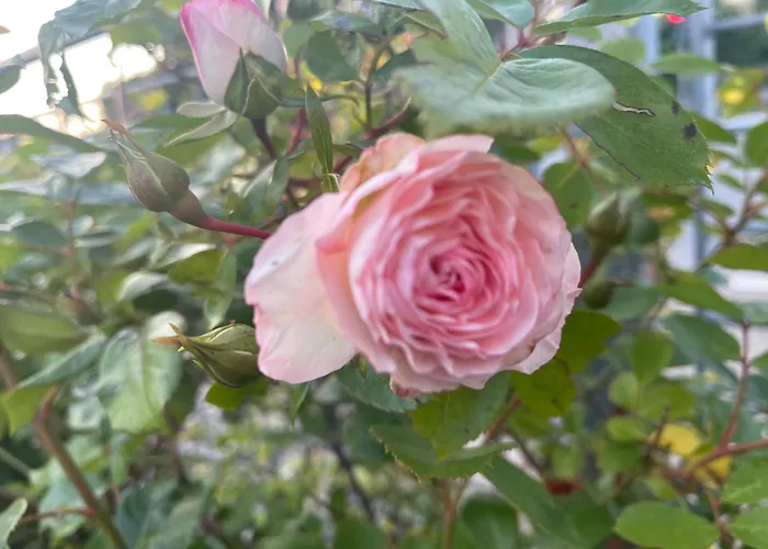 Jygge- Hyggelige Διαμέρισμα